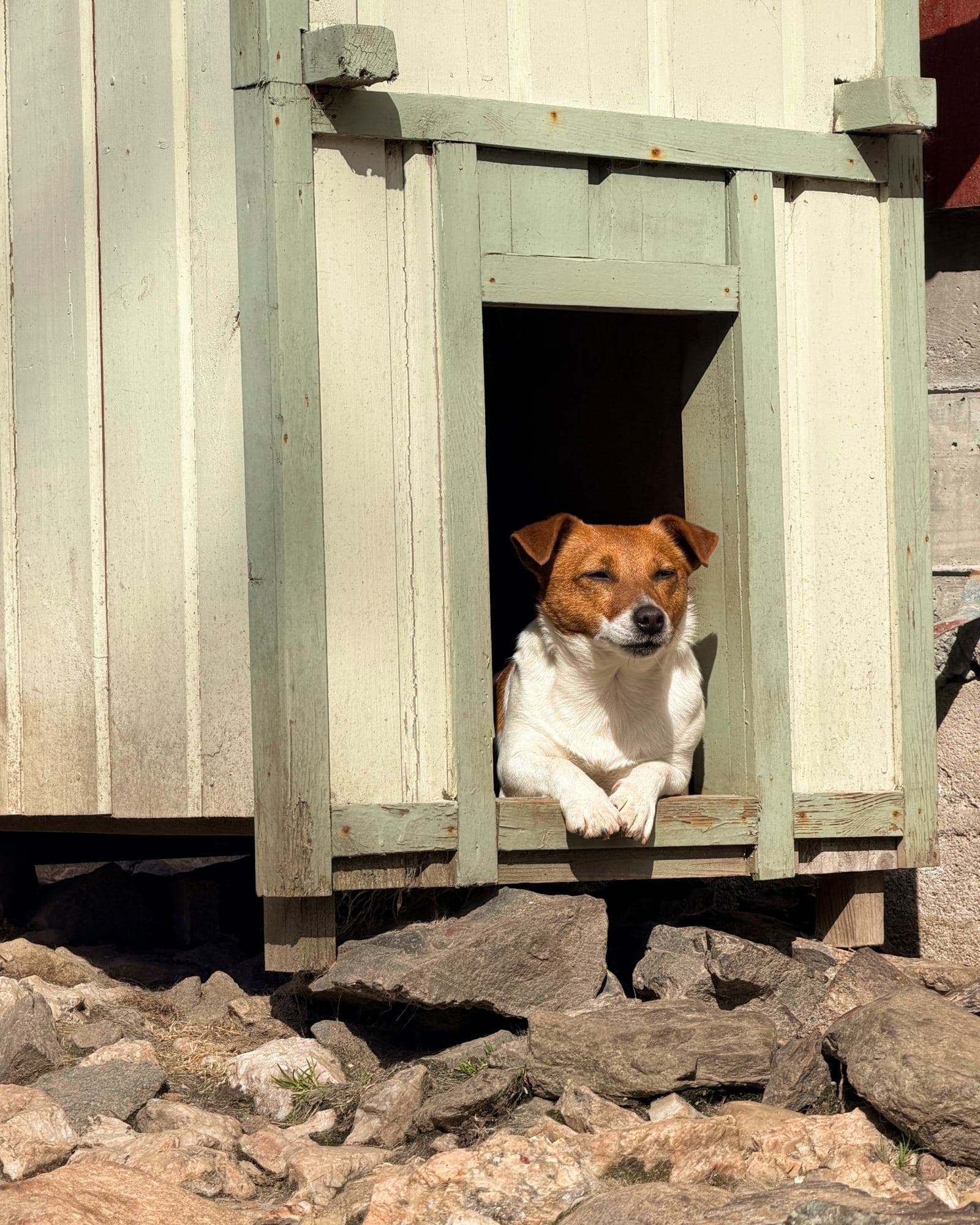 Hund kikker ut av åpningen på hundehuset sitt